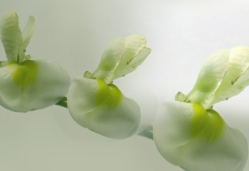 Quercetin
